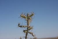 pa_531_cylindropuntia_kleiniae.jpg