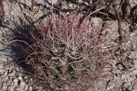 pa_532_hamatocactus_hamatacanthus.jpg