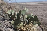 pa_533_opuntia_sp..jpg