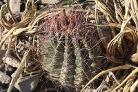 pa_534_hamatocactus_hamatacanthus.jpg