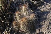 pa_535_echinocereus_stramineus.jpg