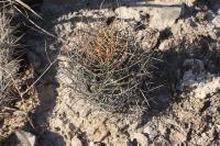 pa_537_astrophytum_senile_var._aureum.jpg