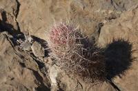 pa_538_thelocactus_bicolor_var._bolaensis.jpg