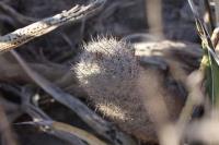 pa_539_mammillaria_pottsii.jpg