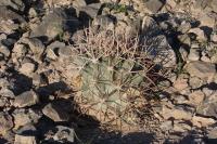 pa_540_coryphantha_poselgeriana.jpg