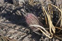 pa_541_thelocactus_bicolor_var._bolaensis.jpg