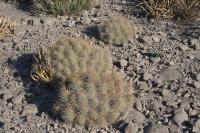 pa_542_echinocereus_stramineus.jpg