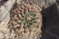 pa_544_mammillaria_heyderi.jpg