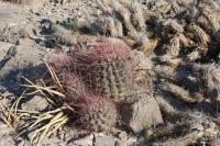 pa_545_hamatocactus_hamatacanthus.jpg