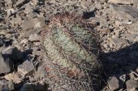 pa_547_echinocactus_horizonthalonius.jpg