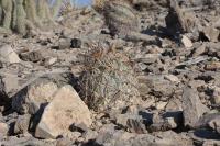 pa_548_coryphantha_sp..jpg