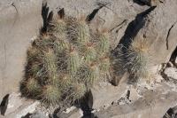 pa_549_echinocereus_stramineus.jpg