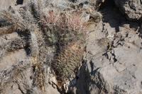 pa_551_hamatocactus_hamatacanthus.jpg