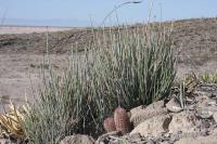 pa_553_thelocactus_bicolor_var._bolansis.jpg