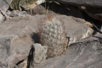 pa_554_mammillaria_pottsii.jpg