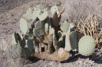 pa_555_opuntia_sp..jpg