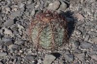 pa_556_echinocactus_horizonthalonius.jpg