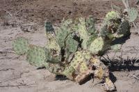 pa_557_opuntia_sp..jpg