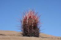 pa_558_thelocactus_bicolor_var._bolaensis.jpg