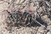 pa_559_hamatocactus_hamatacanthus.jpg