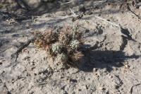 pa_560_micropuntia_sp..jpg