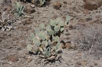 pa_561_opuntia_sp..jpg