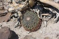 pa_562_mammillaria_heyderi.jpg