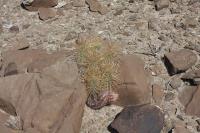 pa_563_echinocereus_sramineus.jpg