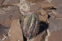 pa_565_echinocactus_horizonthalonius.jpg