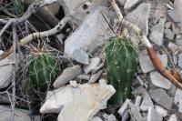 pa_567_echinocereus_enneacanthus.jpg