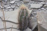 pa_569_thelocactus_bicolor.jpg