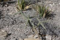 pa_571_cylindropuntia_imbricata.jpg