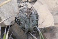 pa_572_astrophytum_capricorne.jpg