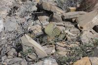 pa_573_opuntia_sp..jpg