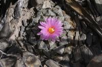 pa_574_ariocarpus_fissuratus_var._lloydii.jpg