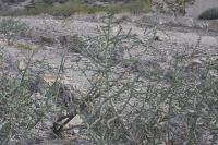 pa_575_cylidropuntia_kleiniae.jpg