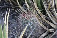 pa_576_glandulicactus_uncinatus_var._wrightii.jpg