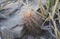 pa_577_thelocactus_bicolor.jpg