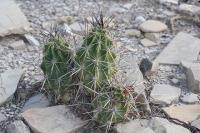 pa_578_echinocereus_enneacanthus.jpg