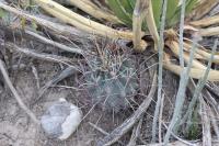 pa_579_glanduliactus_uncinatus_var._wrightii.jpg