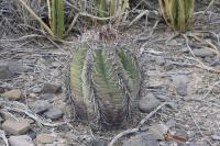 pa_580_echinocactus_horizonthalonius.jpg