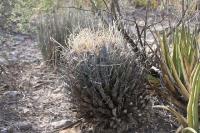 pa_581_leuchtenbergia_principis.jpg