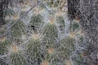 pa_582_echinocereus_stramineus.jpg