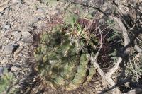 pa_583_hamatocactus_hamatacanthus.jpg