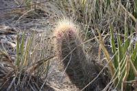 pa_584_thelocactus_bicolor.jpg