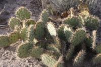 pa_585_opuntia_sp..jpg