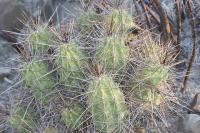 pa_586_echinocereus_enneacanthus.jpg