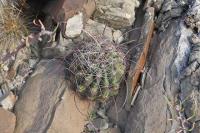 pa_587_hamatocactus_hamatacanthus.jpg