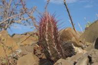 pa_588_thelocactus_bicolor.jpg