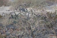 pa_589_cylindropuntia_imbricata.jpg